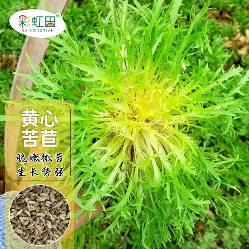 种子黄心苦菊苦苣清心菜籽种大全春秋冬四季阳台盆栽农家蔬菜种孑