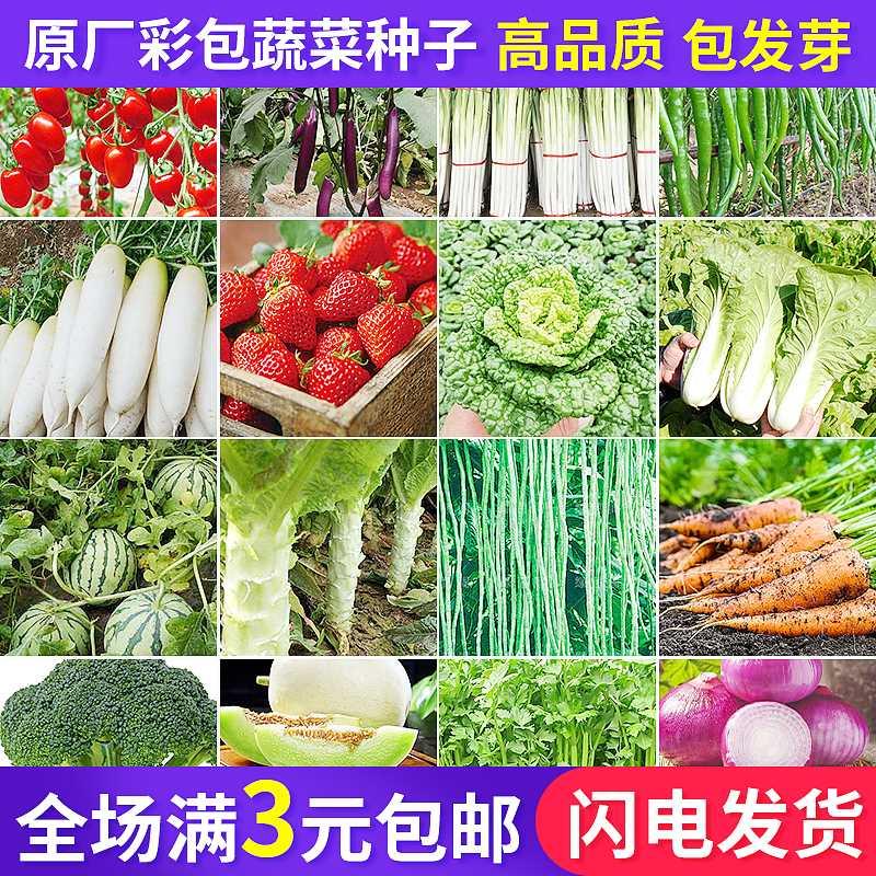 蔬菜种子阳台庭院四大全香香菜季播种籽洋葱番茄盆栽黄瓜甜瓜辣椒