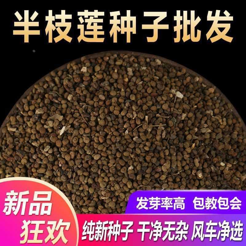 新采中草药材籽半枝莲种子草包鞭草韩...