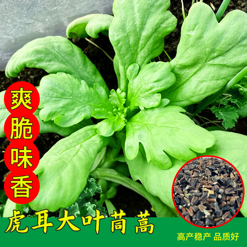 大叶四季种子茼蒿菜春季阳台盆栽种植茼蒿种孑青菜蔬菜种籽子大全