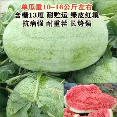 巨型懒汉新红宝西瓜含糖量高播种绿皮种子四季水果大果少籽孑西瓜