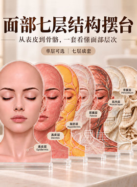 面部七层结构摆台美容院皮肤抗衰管理解剖教学亚克力科普展示教具