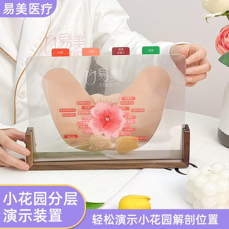 小花园分层演示装置解剖模型美容院专业教学工具亚克力技术教培用
