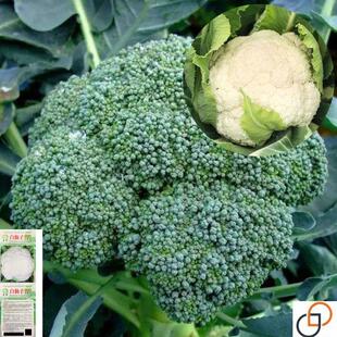 花菜种子西兰花种子菜花四季花菜孑西蓝花籽高产抗病蔬菜种子