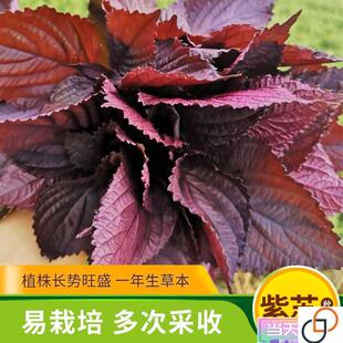 双面紫苏种子大叶苏子单面苏籽叶阳台盆栽四季可食用野生蔬菜种孑