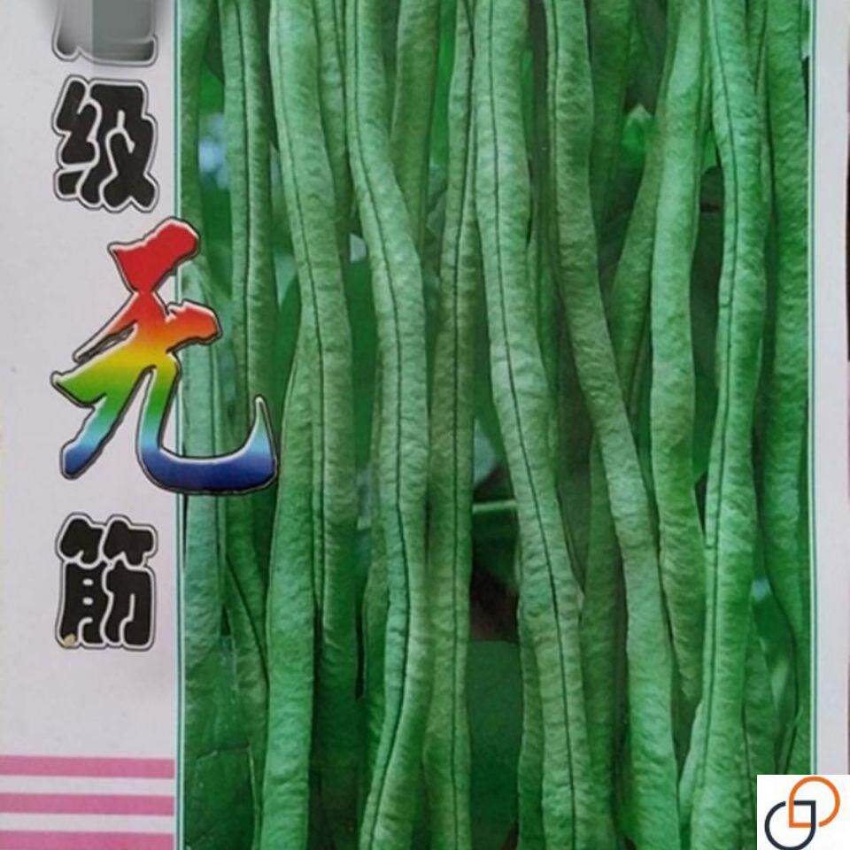 架豆王种子超级无筋架豆四季豆芸豆长豆角蔬菜种籽绿荚高产抗病