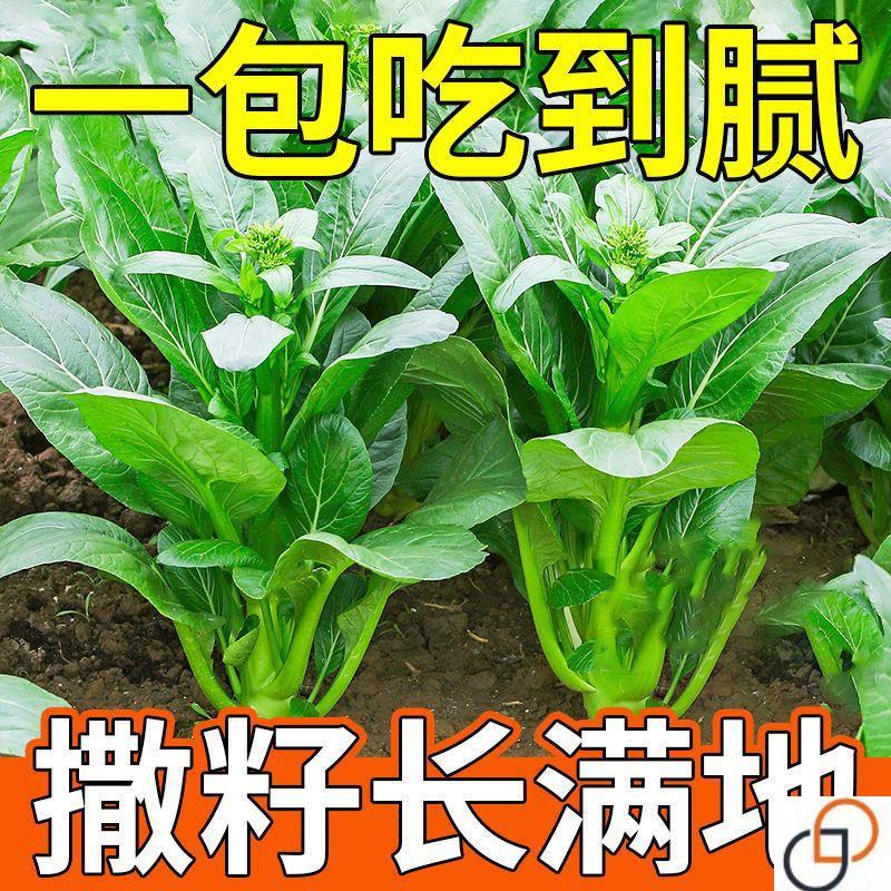 【割完又长】四季菜心种子盆栽四九甜菜心种子广东青菜籽蔬菜种子