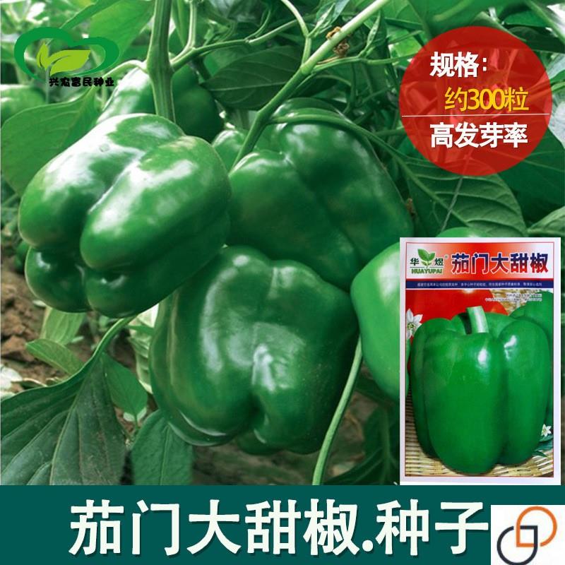 甜脆大农家甜椒种子农田菜园盆栽阳台易种植高产蔬菜肉厚菜椒籽