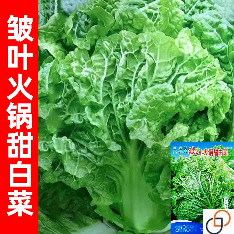 无筋大白菜皱叶麻叶火锅菜大白菜种孑高产春夏秋四季蔬菜种子籽