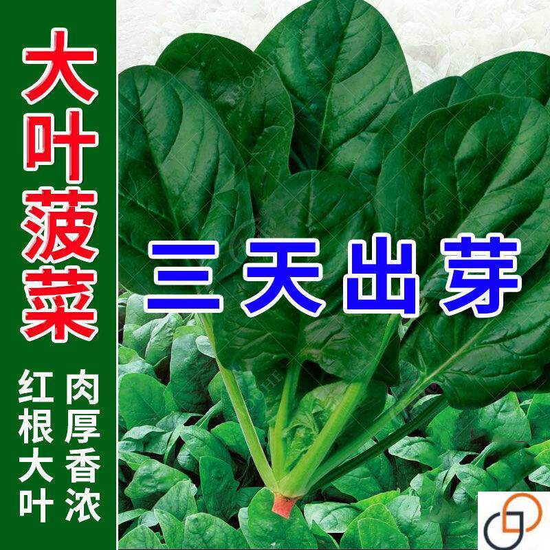 超耐热夏播王菠菜种子种籽高产春籽种夏季秋季四季蔬菜孑波菜夏子