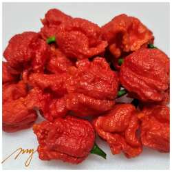 龙息辣椒种子 全世界zui辣辣椒 也可能不是 吃了会进医院的那种