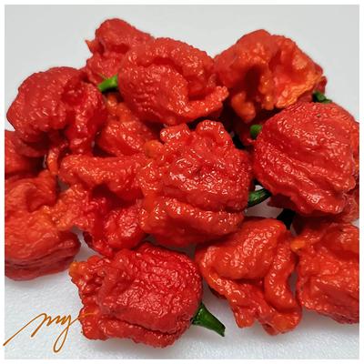 龙息辣椒种子 全世界zui辣辣椒 也可能不是 吃了会进医院的那种