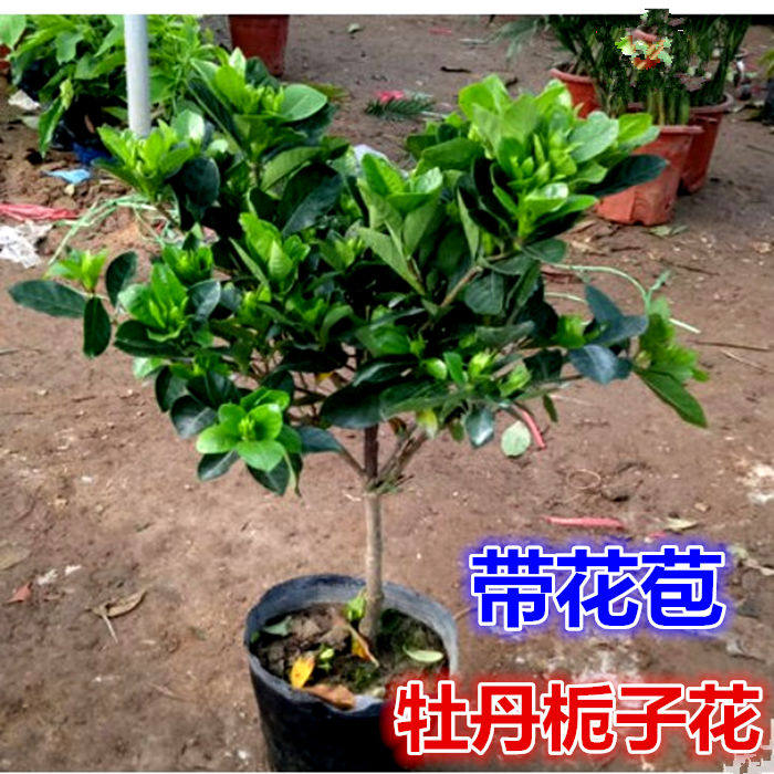 牡丹栀子花苗绿植小叶四季开花枝子花树苗阳台室内盆栽花卉植物