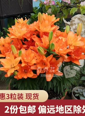 乔乔花屋 荷兰进口矮化百合种球亚洲系列多个品种3粒装 现货