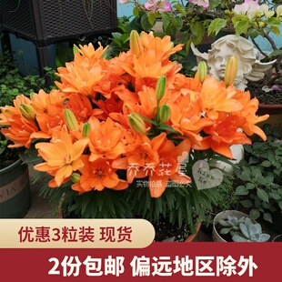 乔乔花屋 荷兰进口矮化百合种球亚洲系列多个品种3粒装 现货