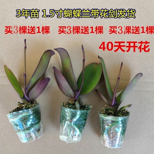 1.5寸蝴蝶兰花苗盆栽带花剑特级大苗客厅花卉观花植物室内花苞