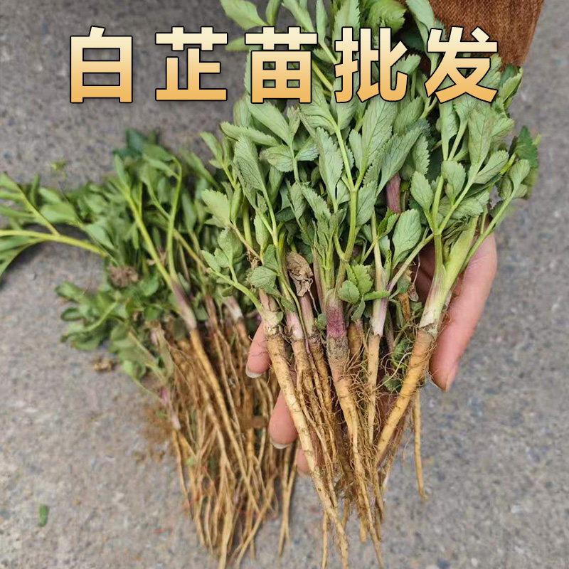 白芷苗新鲜白芷中药材种子种苗白芷香料可大规模种植炖肉食用