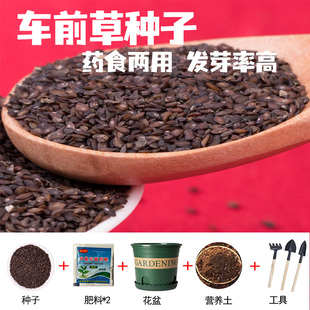 車前草種子新產(chǎn)車前草籽藥食四季 播種中藥材種植陽臺盆栽大田種植