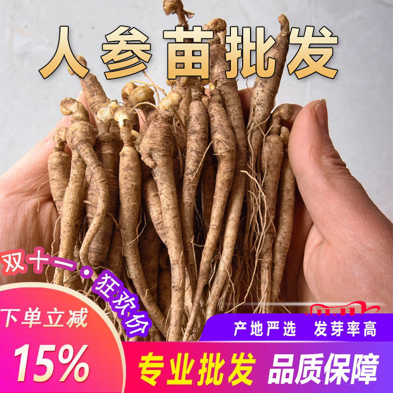 东北长白山新鲜人参苗山参苗新鲜山参苗鲜人参包活整枝参苗包邮