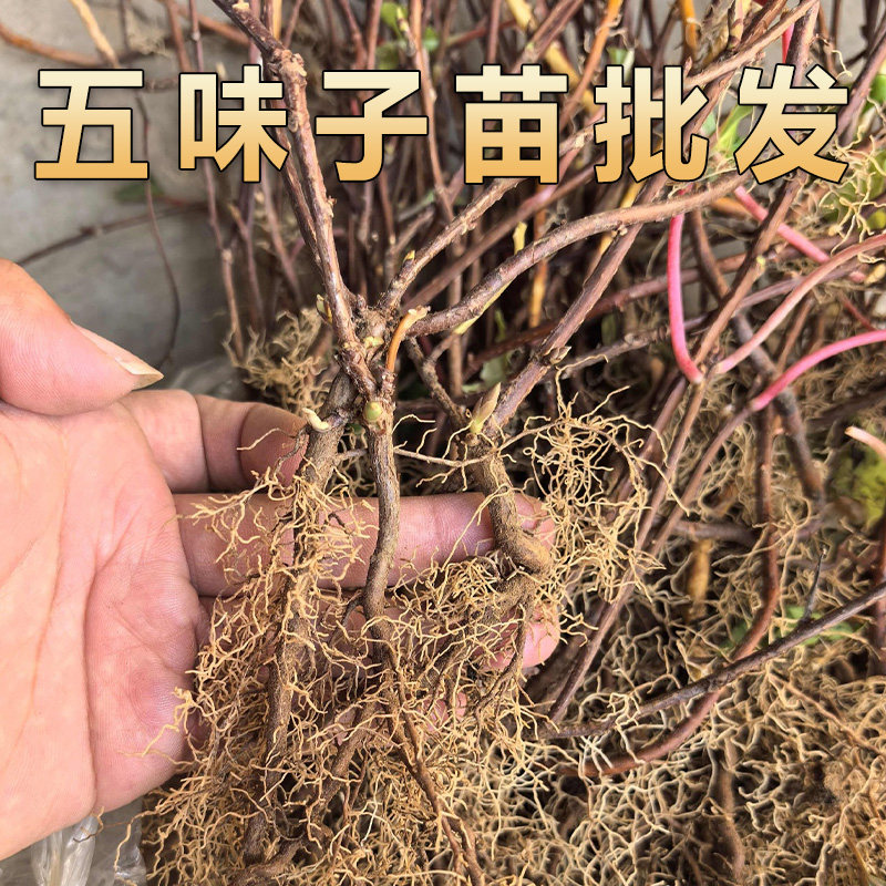 五味子苗批发五味子中药材苗农家自种何首乌苗枸杞苗连翘苗刺五加