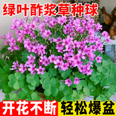 绿叶酢浆草种球三叶草酢浆草绿叶幸运草蝴蝶花种籽庭院盆栽