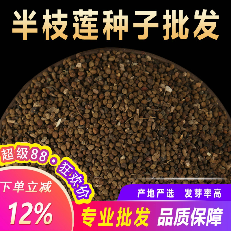新采中草药材籽半枝莲种子并头草韩信草赶山鞭牙刷草紫连草包邮