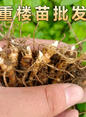 中药材重楼苗驱蛇七叶一枝花绿色重楼种植苗种子田园庭院种植苗