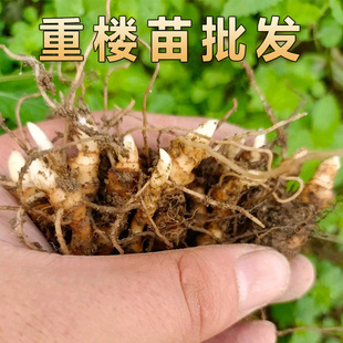 中药材重楼苗驱蛇七叶一枝花绿色重楼种植苗种子田园庭院种植苗