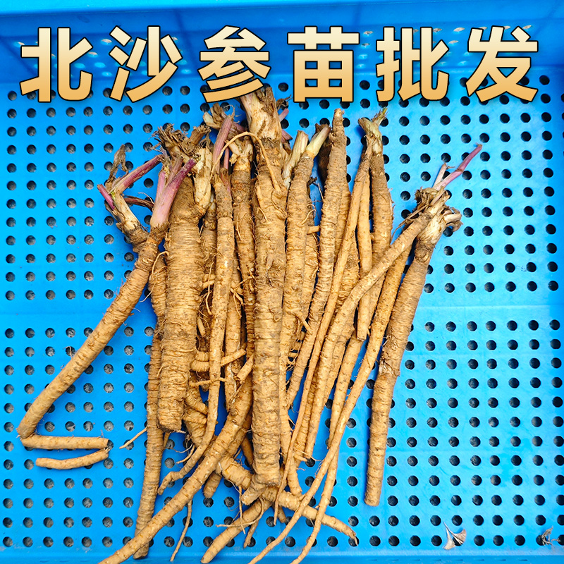 北沙参苗中药材沙参苗药食同源煲汤中草药泡茶入药北沙参论斤卖