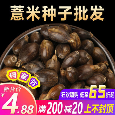 薏米种子小粒软糯夏季开花