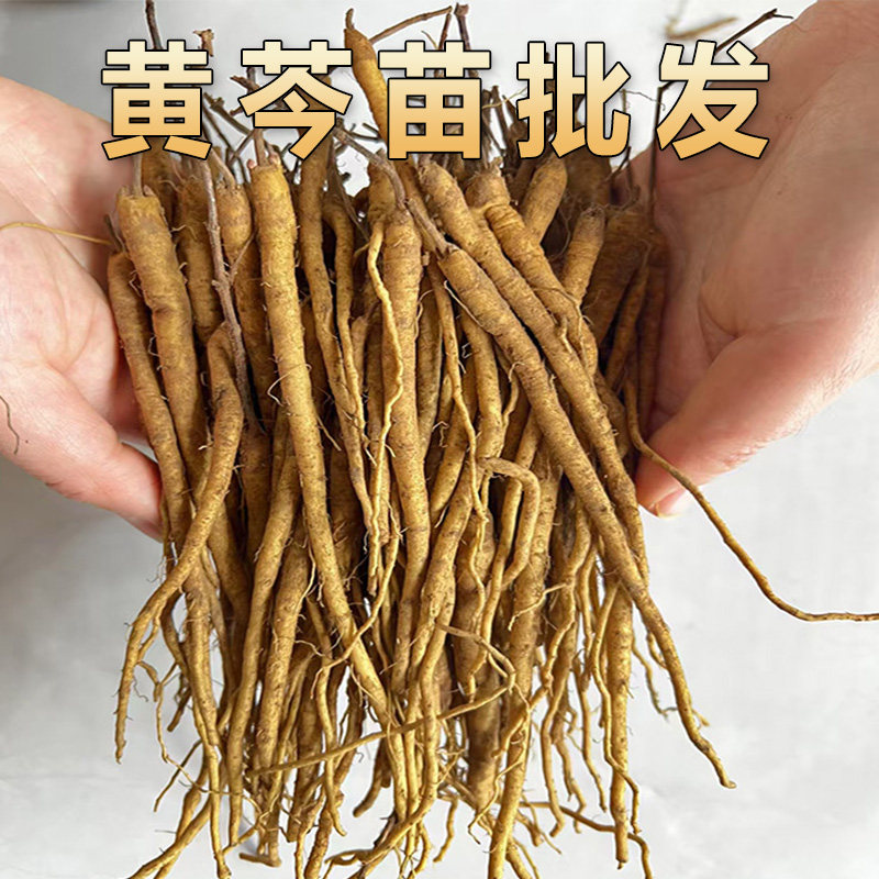 黄芩种苗各种中药材种植苗基地研学丹参人参白芍黄芪板蓝根百草园