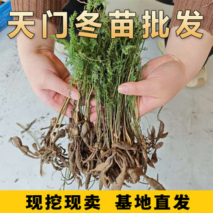 天门冬苗新鲜现挖天门冬中药材苗天门冬盆栽天门冬种苗带根易活