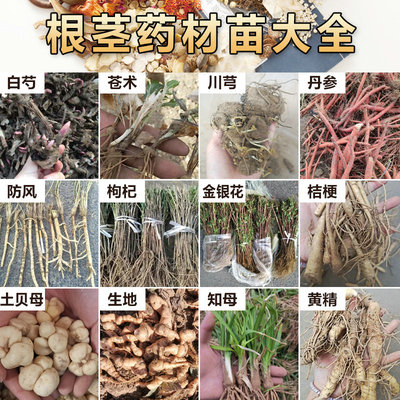 中草药苗大全党参苗板蓝根苗何首乌苗中药材苗盆栽春天学校百草园