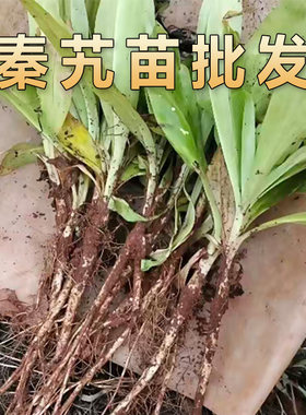 新鲜现挖秦艽苗中药材秦艽种苗另有白芨桔梗黄芩等中药材种植苗