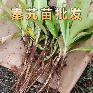 新鲜现挖秦艽苗中药材秦艽种苗另有白芨桔梗黄芩等中药材种植苗