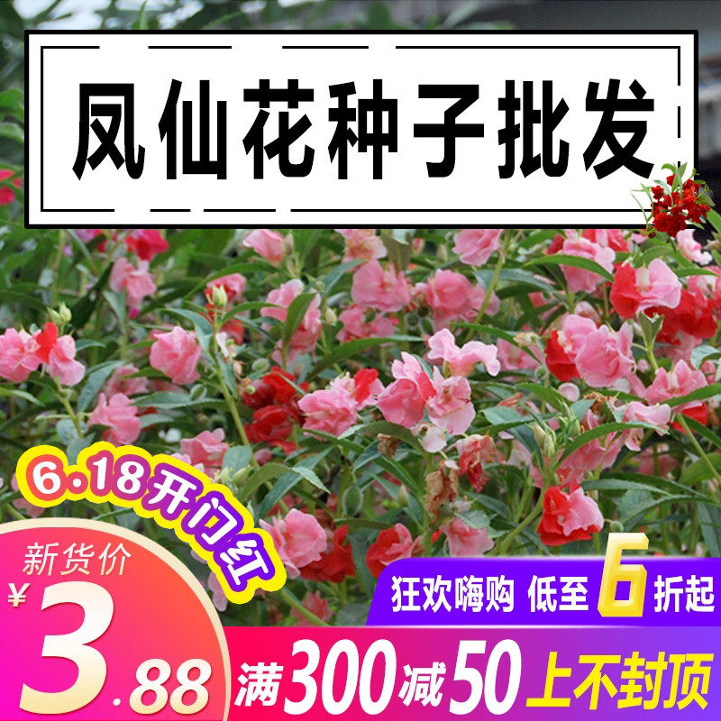 茶花凤仙花种子重瓣四季开花庭院室内阳台盆栽花种籽子七彩指甲花