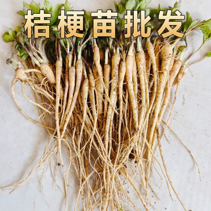 桔梗苗新鲜桔梗名贵药材苗中药材种植苗枸杞百合金银花玉竹连翘