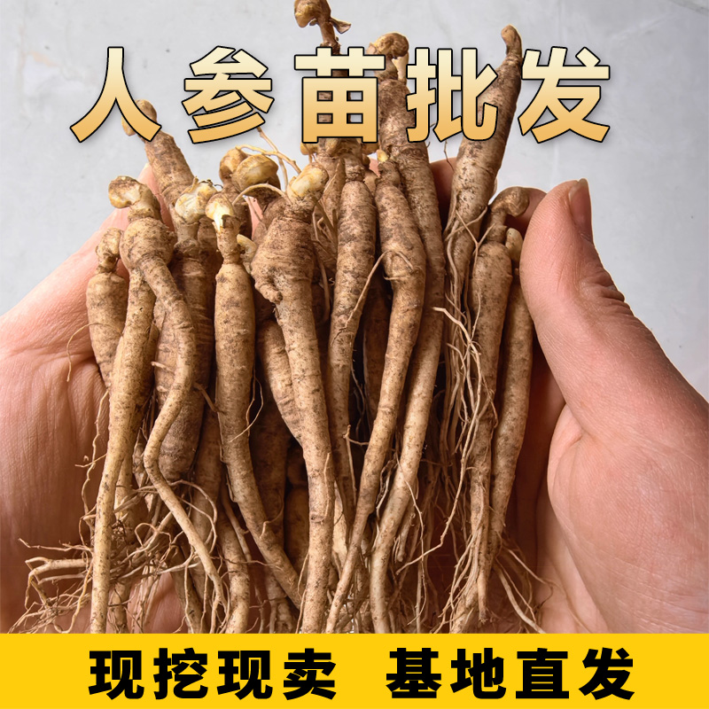东北长白山新鲜人参苗山参苗新鲜山参苗鲜人参包活整枝参苗包邮