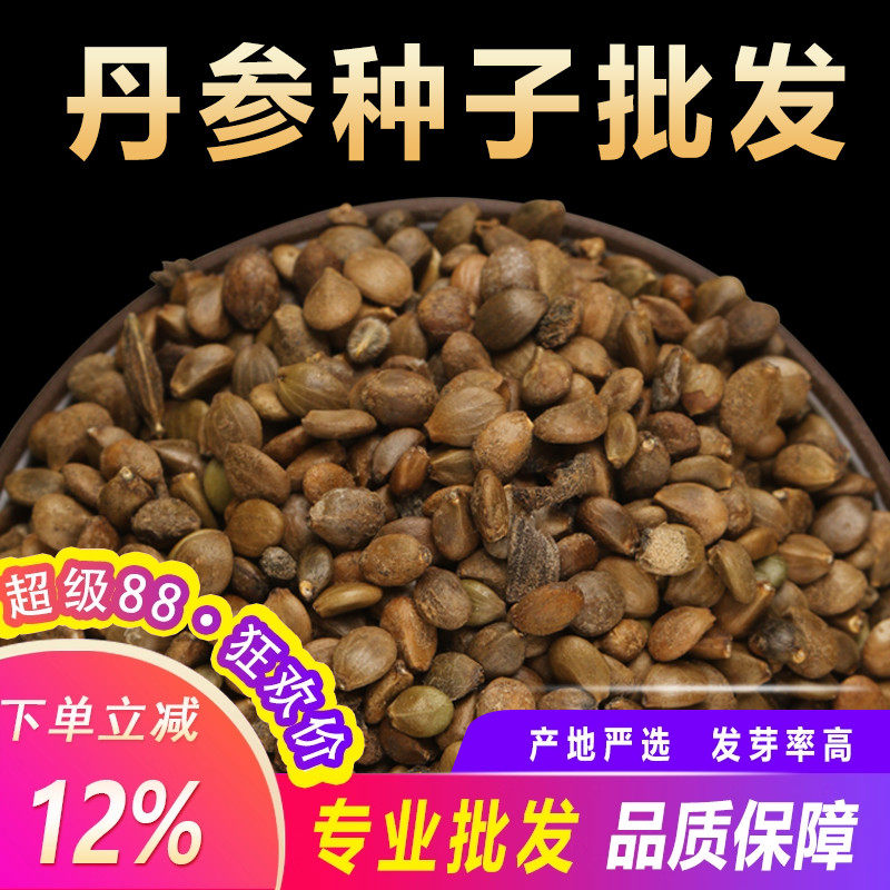 丹参苗新丹参种子中药材益母草丹参红花种籽四季种植苗红血参种孑