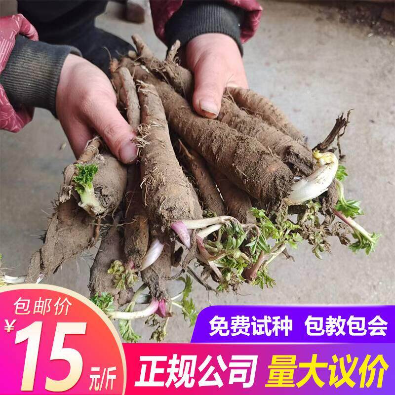 白芷苗新鲜白芷中药材种子种苗白芷香料可大规模种植炖肉食用