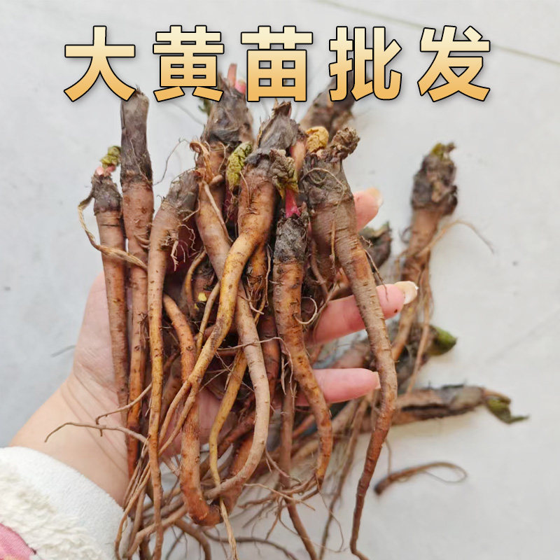 大黄苗现挖现发甘肃原产地药材种苗成活率高见土就活量大可优惠