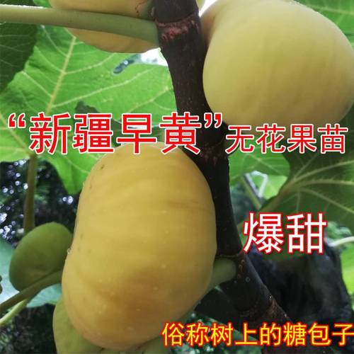 新疆早黄无花果树苗特大糖心盆栽地栽南北方种植无花果苗当年结果