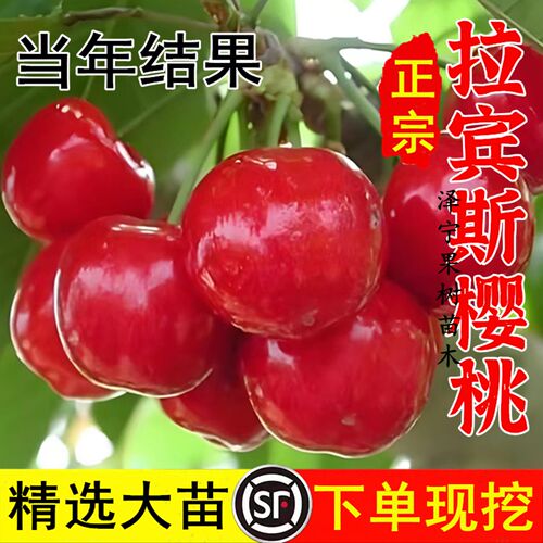 樱桃树基地大樱桃苗 拉宾斯樱桃苗果味脆甜 南方北方种植当年结果