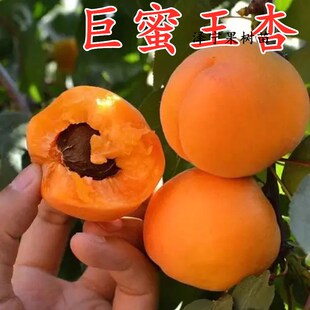 巨蜜王杏苗南北方地栽种植特大杏树果苗盆栽嫁接杏子苗树当年结果