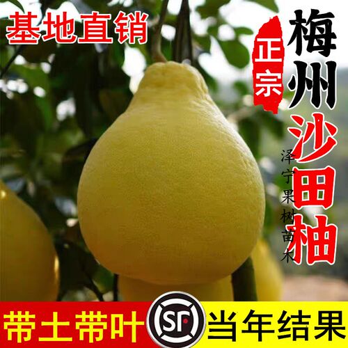 梅州沙田柚树苗南北方庭院特大果盆栽嫁接白心甜柚子树苗当年结果
