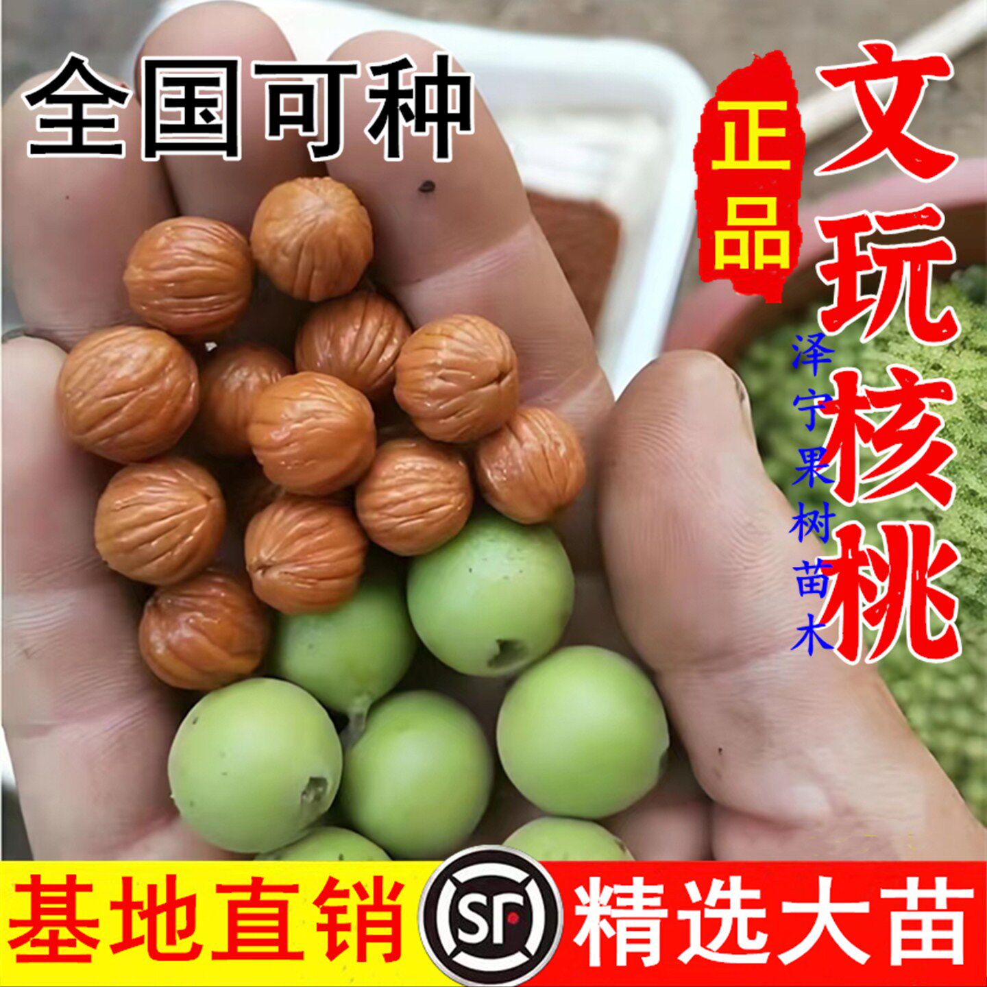 猴头文玩核桃树苗秦岭龙纹桃核苗脑纹桃苗雕刻小桃核苗树当年结果