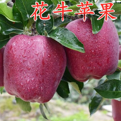 花牛苹果树苗南北方种植当年结果