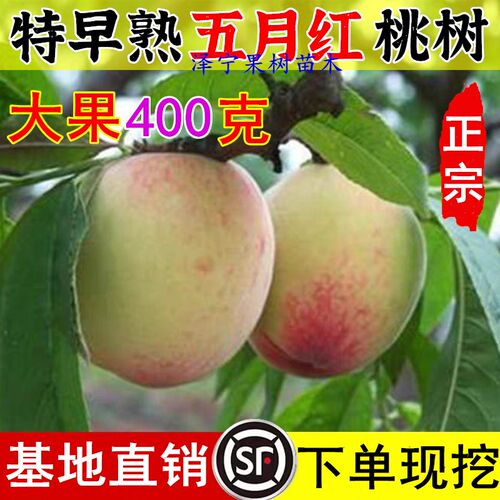 五月红水蜜桃树果苗 特早熟桃树苗 嫁接桃树树苗南北方种植可盆栽