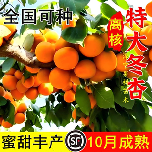 晚熟冬杏树苗 杏树果苗 嫁接新品种水果苗杏树苗特大脆甜冬杏树苗