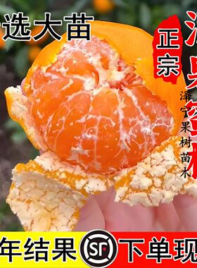 橘子苗 柑桔树苗 正宗临海无籽蜜桔涌泉蜜橘南北方种植当年结果